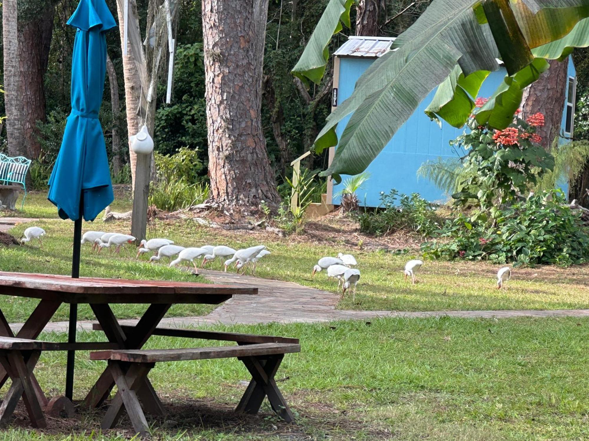 Nature Coast Inn & Cottages Inglis Eksteriør billede